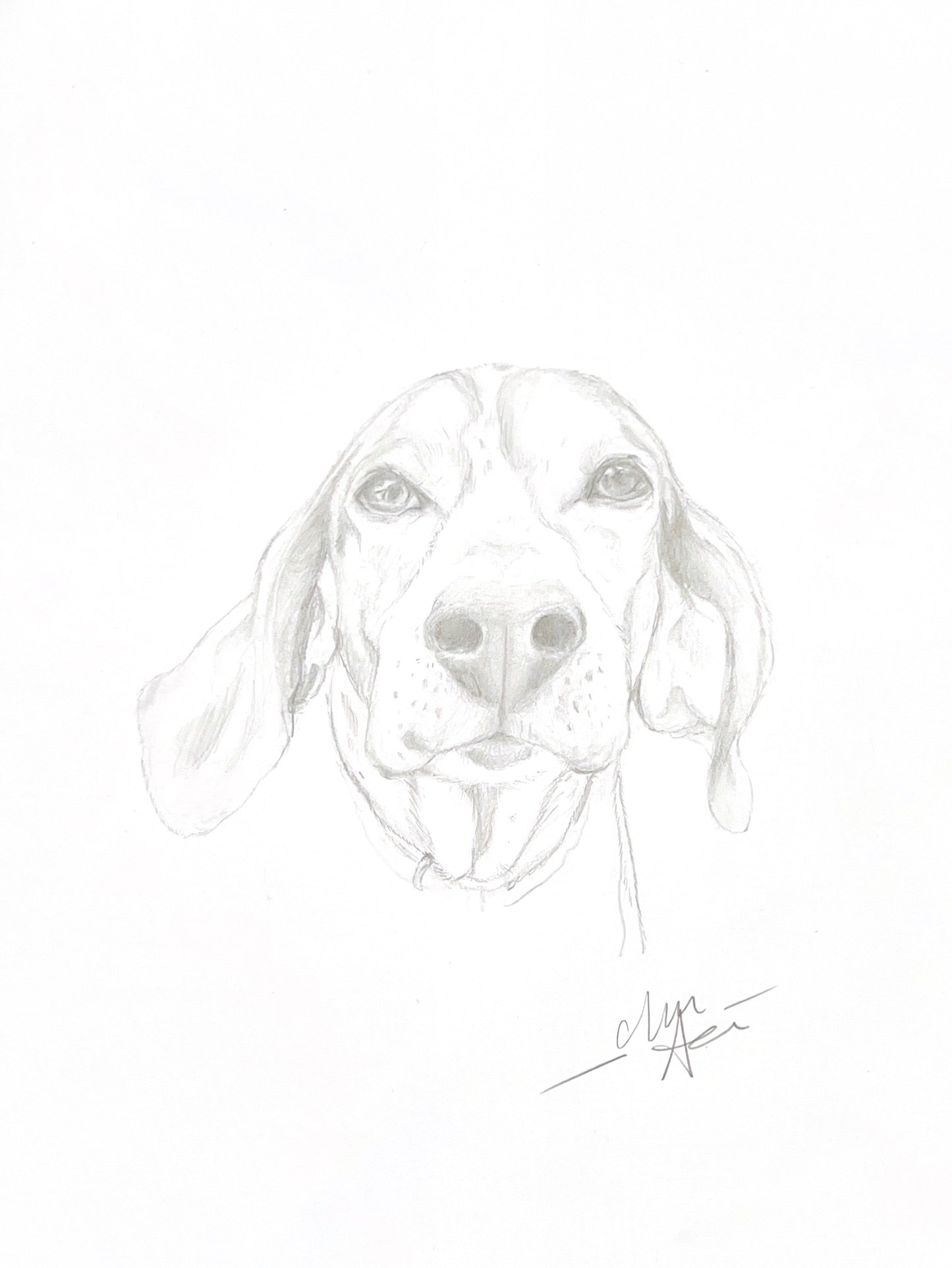 Beagle Portrait - Graphite Sketch Print