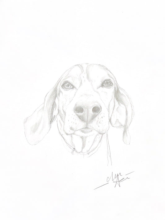 Beagle Portrait - Graphite Sketch Print