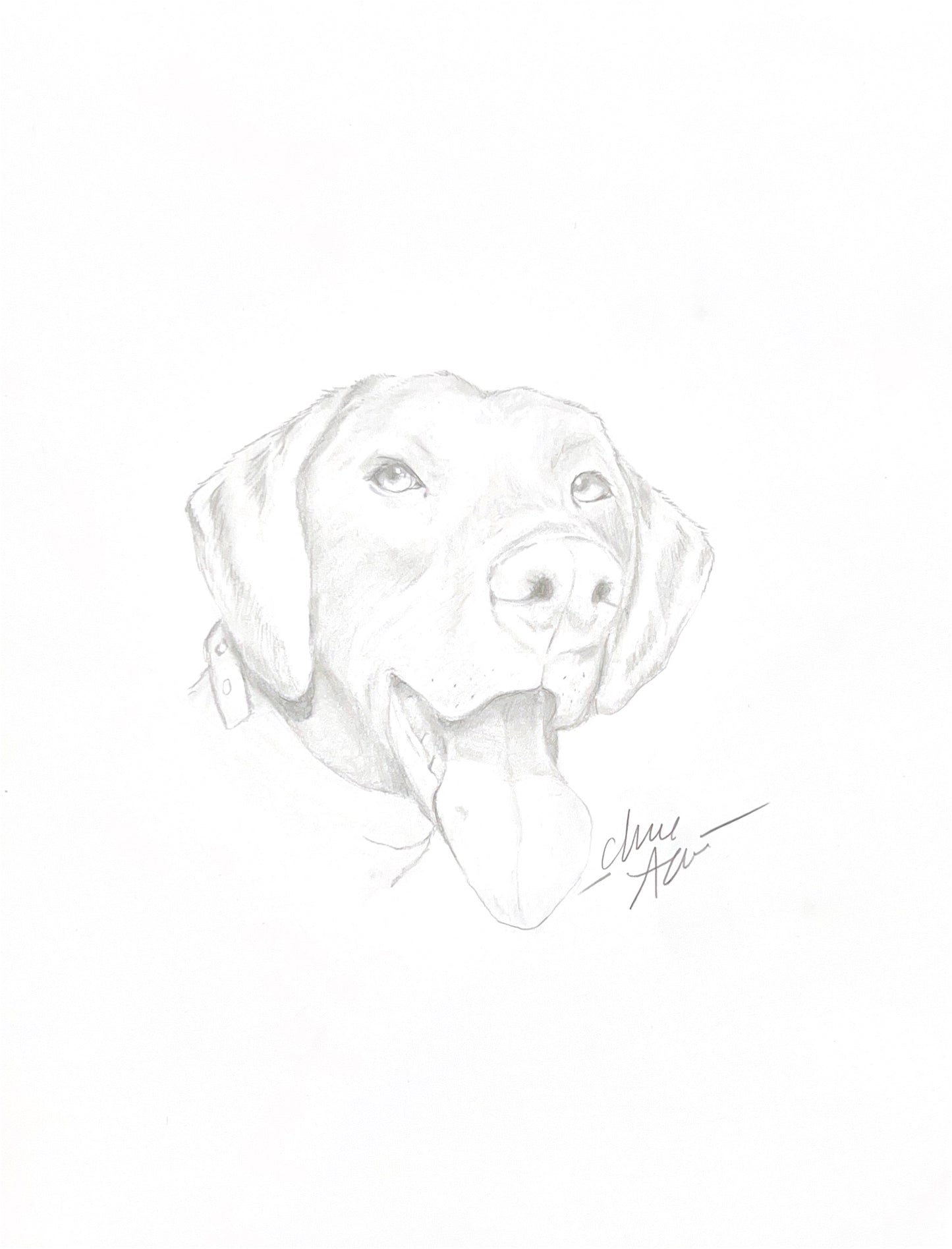 German Shorthaired Pointer Portrait - Graphite Sketch Print