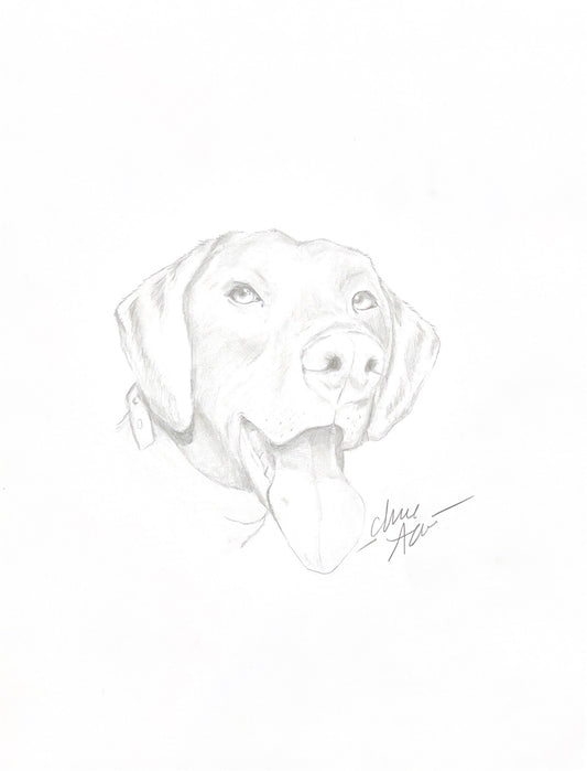 German Shorthaired Pointer Portrait - Graphite Sketch Print