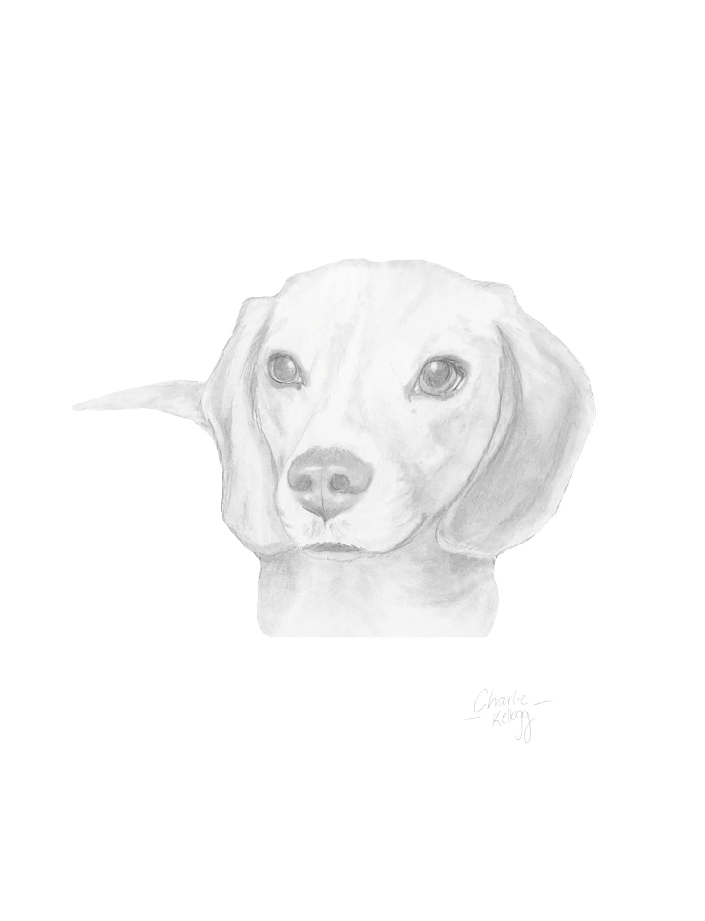 Penelope: Beagle Portrait - Graphite Sketch Print
