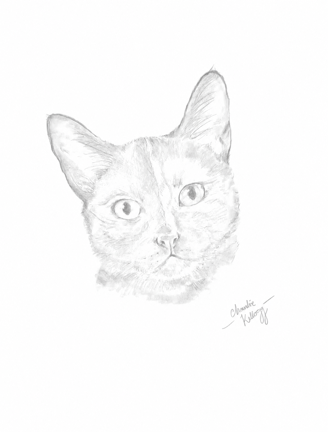 Tortoiseshell Cat Portrait - Graphite Sketch Print